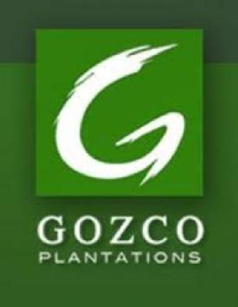 PT Gozco Plantations 